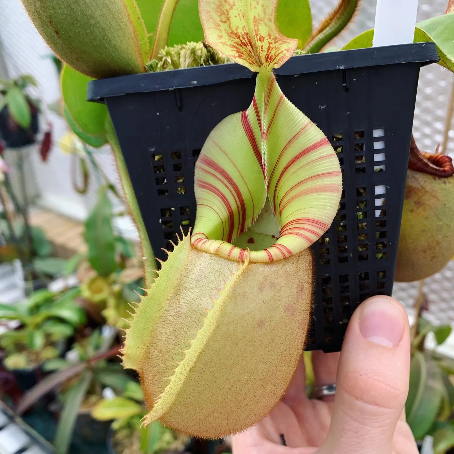 Species Showcase: Nepenthes veitchii | Tom's Carnivores